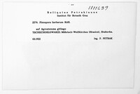 Stemphylium vesicarium image